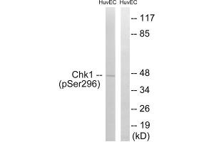 Western blot analysis of extracts from HUVEC cells, treated with UV (15mins), using CHK1 (Phospho-Ser296) antibody. (CHEK1 anticorps  (pSer296))
