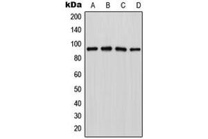 Western blot analysis of LZTR1 expression in Jurkat (A), MCF7 (B), NIH3T3 (C), PC12 (D) whole cell lysates.