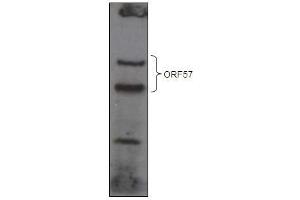 KSHV ORF 57 Antibody (ABIN1540010 and ABIN2837834) western blot analysis Over-expressed GFP-tagged ORF57 in HEK293T cell line. (KSHV ORF57 (AA 33-60) anticorps)