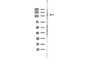 Western blot analysis of lysates from Mouse testis, using LARP2 Antibody at 1/1000 dilution.