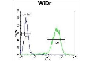anti-Coiled-Coil-Helix-Coiled-Coil-Helix Domain Containing 2 (CHCHD2) (AA 74-103) antibody