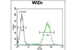 CHCHD2 Antibody (Center) (ABIN654013 and ABIN2843939) flow cytometric analysis of WiDr cells (right histogram) compared to a negative control cell (left histogram). (CHCHD2 anticorps  (AA 74-103))