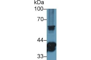 Detection of TMEM173 in Mouse Thymus lysate using Polyclonal Antibody to Transmembrane Protein 173 (TMEM173) (STING/TMEM173 anticorps  (AA 159-373))