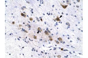 KCNH6 antibody was used for immunohistochemistry at a concentration of 4-8 ug/ml to stain Neural cells (arrows) in Human Brain. (KCNH6 anticorps)