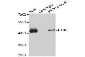Immunoprecipitation analysis of 200ug extracts of Jurkat cells using 1ug EIF3H antibody. (EIF3H anticorps  (AA 80-340))