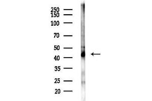 Western blot analysis of lysates from Mouse testis, using Connexin 43 / GJ Antibody at 1/1000 dilution.