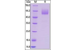 Mouse CD47, Mouse IgG2a Fc Tag, low endotoxin on  under reducing (R) condition.