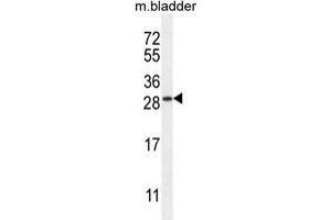 TIFAB Antibody (Center) western blot analysis in mouse bladder tissue lysates (35 µg/lane). (TIFAB anticorps  (Middle Region))