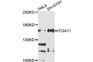 Western blot analysis of extracts of various cell lines, using ITGA11 antibody (ABIN4904088) at 1:1000 dilution. (ITGA11 anticorps)