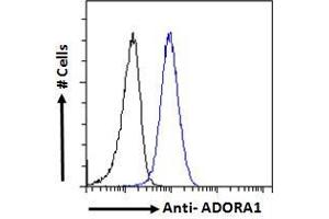 ABIN238564 Flow cytometric analysis of paraformaldehyde fixed HeLa cells (blue line), permeabilized with 0. (ADORA1 anticorps  (C-Term))