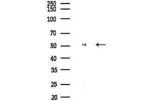 Western blot analysis of lysates from Mouse liver, using Melanopsin Antibody at 1/1000 dilution.