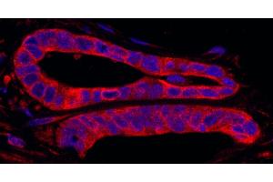 Immunofluorescence (IF) image for anti-SFRS Protein Kinase 2 (SRPK2) (AA 425-475) antibody (ABIN7449028) (SRPK2 anticorps  (AA 425-475))