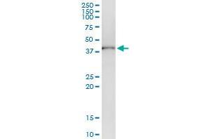Immunoprecipitation of ADH1C transfected lysate using anti-ADH1C MaxPab rabbit polyclonal antibody and Protein A Magnetic Bead , and immunoblotted with ADH1C purified MaxPab mouse polyclonal antibody (B01P) .