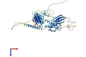 AlphaFold protein structure predicition of Mouse Recombinant Mfrp Protein, UniprotID Q8K480