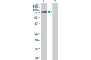Western Blot analysis of COL9A3 expression in transfected 293T cell line by COL9A3 MaxPab polyclonal antibody.