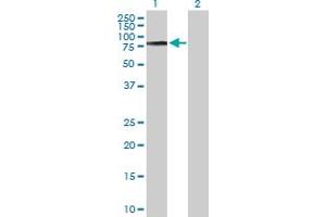 Western Blot analysis of COL9A3 expression in transfected 293T cell line by COL9A3 MaxPab polyclonal antibody. (COL9A3 anticorps  (AA 1-684))