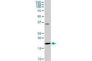 NDUFB7 MaxPab polyclonal antibody.