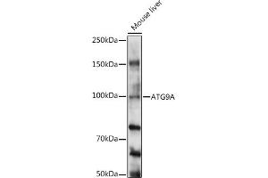 Western blot analysis of extracts of Mouse liver, using A antibody (ABIN6131194, ABIN6137269, ABIN6137270 and ABIN6224011) at 1:1000 dilution. (ATG9A anticorps  (AA 180-290))