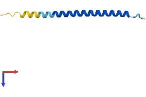 AlphaFold protein structure predicition of Human Recombinant SVBP Protein, UniprotID Q8N300