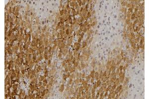 ABIN6275320 at 1/100 staining Rat liver tissue by IHC-P. (NCOA4 anticorps  (C-Term))