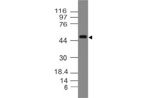Image no. 1 for anti-Sialic Acid Binding Ig-Like Lectin 9 (SIGLEC9) (AA 1-215) antibody (ABIN5027529) (SIGLEC9 anticorps  (AA 1-215))