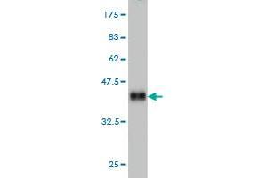 Western Blot detection against Immunogen (35. (PHOX2A anticorps  (AA 1-90))