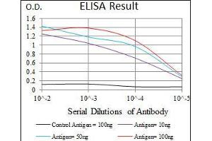 anti-Chromosome 17 Open Reading Frame 53 (C17ORF53) (AA 282-527) antibody