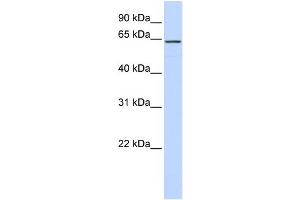 WB Suggested Anti-CKAP4 Antibody Titration:  0.