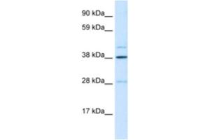 Western Blotting (WB) image for anti-Ceramide Synthase 3 (CERS3) antibody (ABIN2460261) (LASS3 anticorps)