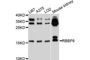 Western blot analysis of extracts of various cell lines, using RBBP9 antibody (ABIN5972508) at 1/1000 dilution. (RBBP9 anticorps)