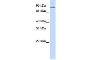 Western Blotting (WB) image for anti-GC-Rich Sequence DNA-Binding Factor 2 (GCFC2) antibody (ABIN2460017) (GCFC2 anticorps)