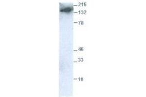 Image no. 1 for anti-Egf-Like Module Containing, Mucin-Like, Hormone Receptor-Like 1 (EMR1) (C-Term) antibody (ABIN1742584)
