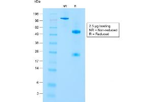 SDS-PAGE Analysis of Purified CD8a Rabbit Recombinant Monoclonal Antibody (C8/1779R). (Recombinant CD8 alpha anticorps)