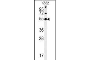 SYT13 Antibody (N-term) (ABIN651673 and ABIN2840354) western blot analysis in K562 cell line lysates (35 μg/lane). (SYT13 anticorps  (N-Term))