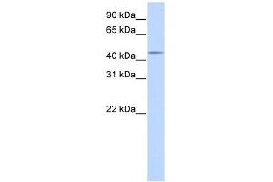 SPOCK3 antibody used at 1 ug/ml to detect target protein. (SPOCK3 anticorps)