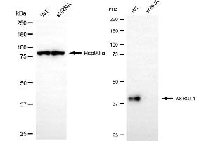 Western blotting analysis using ASRGL1 antibody (ABIN7797660). (ASRGL1 anticorps)