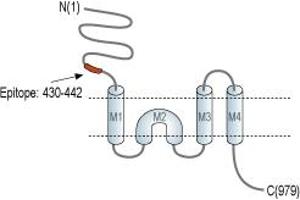 Representative domain view of the target of ABIN7885053.