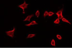 ABIN6266596 staining 293 by IF/ICC. (MMP3 anticorps  (C-Term))