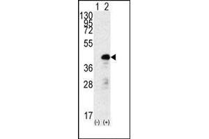 Western blot analysis of SOX2 (arrow) using rabbit polyclonal SOX2 Antibody f. (SOX2 anticorps)