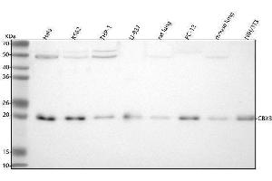 Western blot analysis of HP1 Gamma using anti-HP1 Gamma antibody (ABIN7605162).