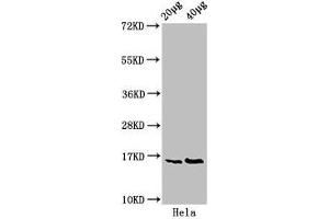 Western Blot Positive WB detected in: Hela whole cell lysate All lanes: HIST1H3A antibody at 0.