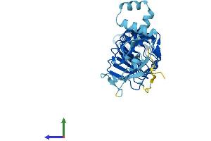 AlphaFold protein structure predicition of Human Recombinant LRRC69 Protein, UniprotID Q6ZNQ3