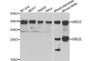 Western blot analysis of extracts of various cell lines, using UBE2Z antibody (ABIN5974351) at 1/1000 dilution. (UBE2Z anticorps)