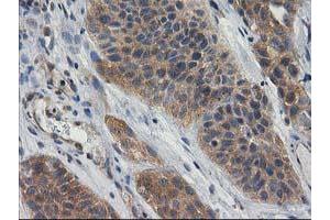 Image no. 2 for anti-Glucosidase, Beta, Acid 3 (Cytosolic) (GBA3) (AA 1-150), (AA 370-469) antibody (ABIN1490582)