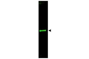 Image no. 1 for anti-Slit Homolog 3 (SLIT3) (AA 1164-1177) antibody (ABIN401312) (SLIT3 anticorps  (AA 1164-1177))