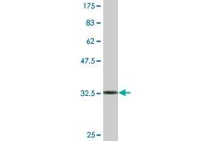 Western Blot detection against Immunogen (33.