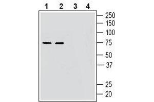 Western blot analysis of mouse brain lysates (lanes 1 and 3) and rat brain lysates (lanes 2 and 4): - 1, 2. (GPR52 anticorps  (3rd Intracellular Loop))