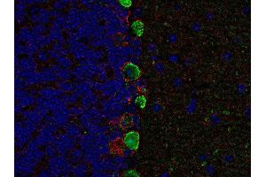Indirect immunolabeling of PFA fixed, paraffin embedded mouse cerebellum with guinea pig anti-GAT 1 (dilution 1 : 500; red) and chicken anti-calbindin (cat.