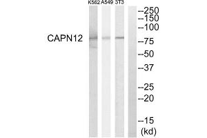 Western blot analysis of extracts from NIH-3T3 cells, A549 cells and K562 cells, using CAPN12 antibody. (CAPN12 anticorps  (Internal Region))