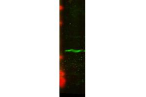 Western Blot analysis of Human U2OS cell lysate showing detection of CENP-A protein using Mouse Anti-CENP-A Monoclonal Antibody, Clone 5A7-2E11 . (CENPA anticorps  (PerCP))